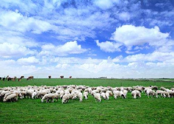畜牧养殖供热供暖解决方案